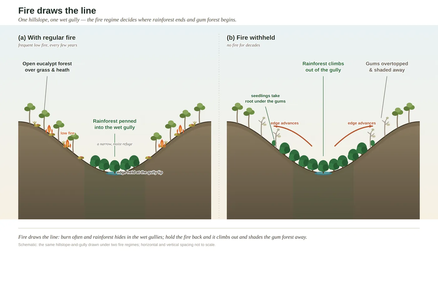 Fire — the force that draws the boundaries — diagram