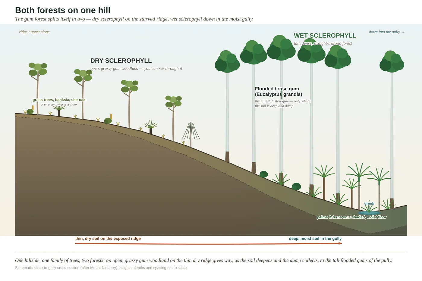 She-oak — diagram