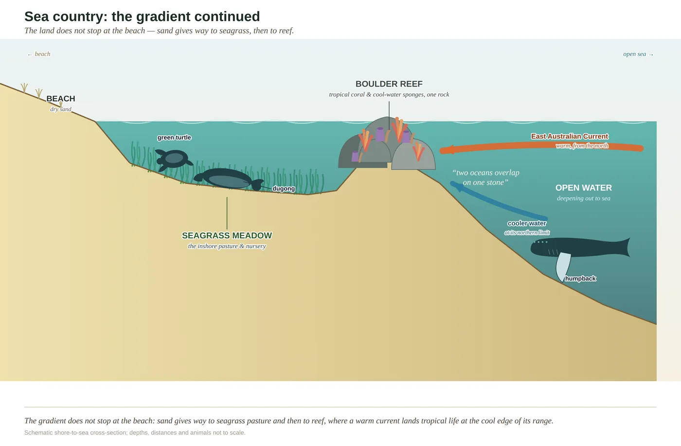 Wolf Rock (Double Island Point) — diagram