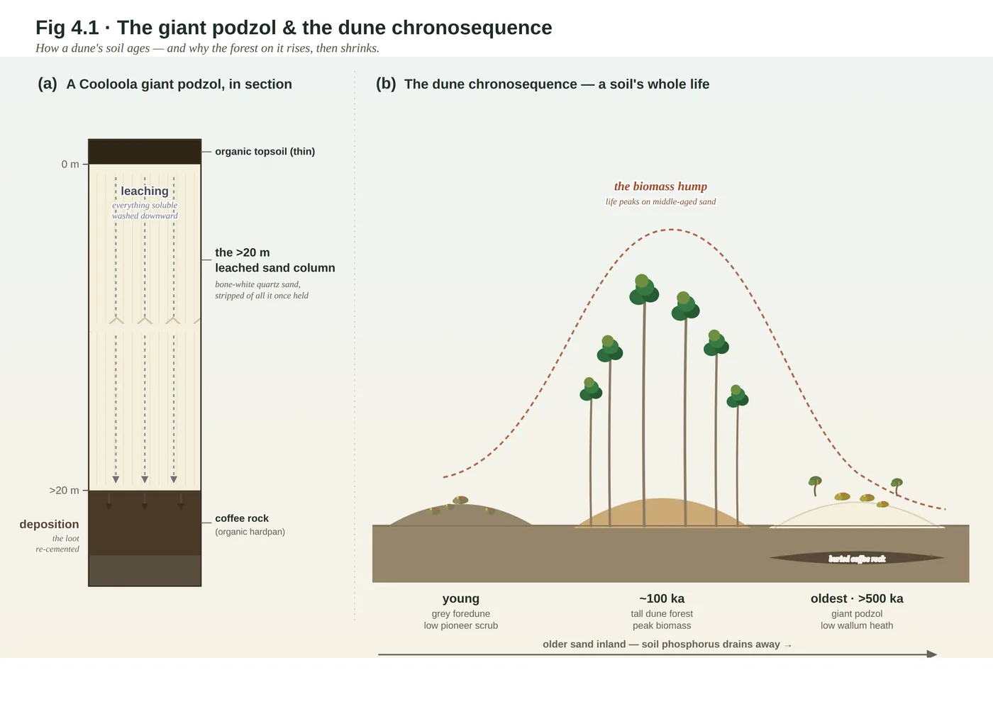 Cooloola (Great Sandy National Park) — diagram