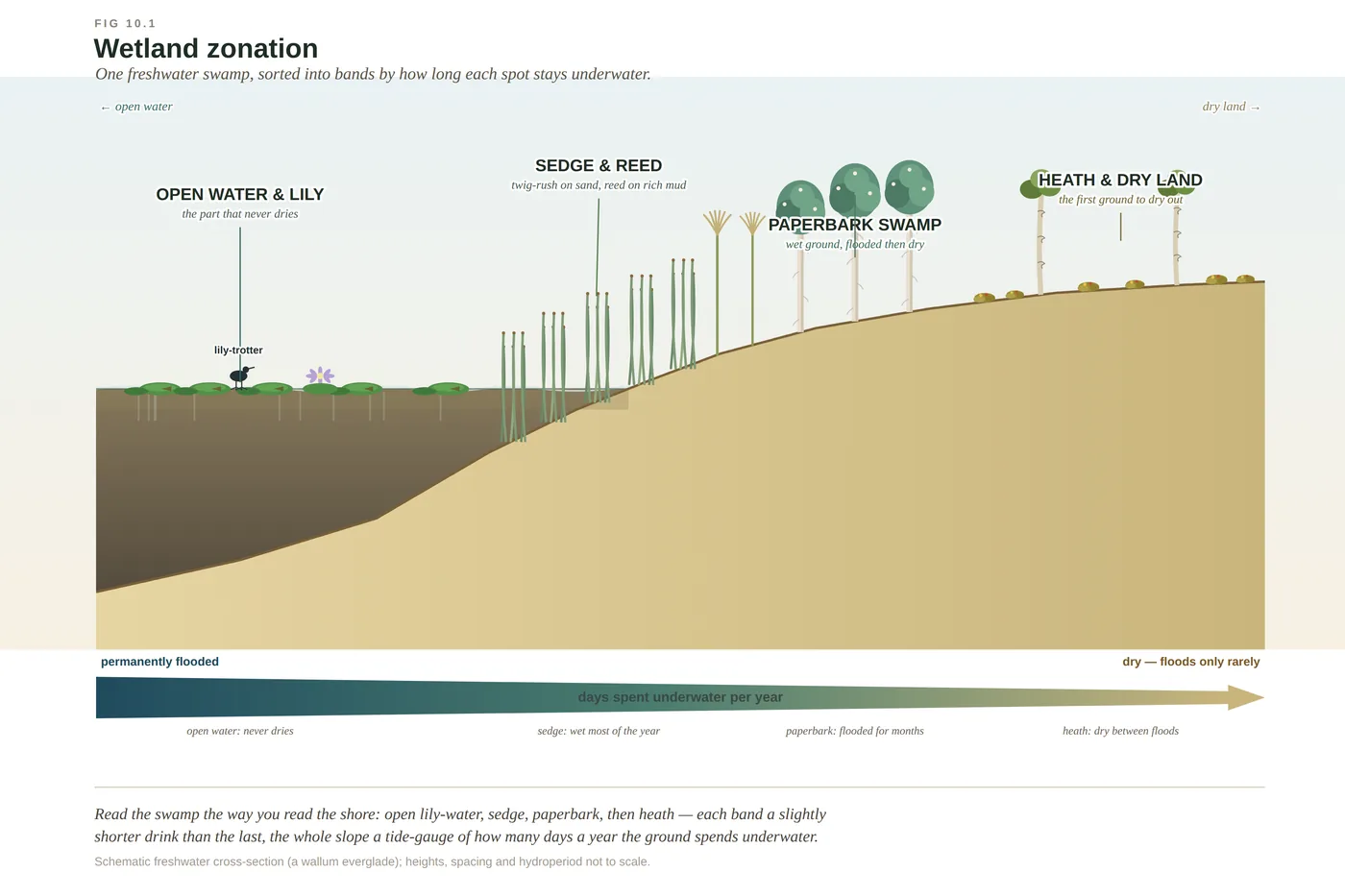Paperbark — diagram